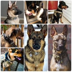 Leather Dog Collar